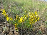 Genista scythica