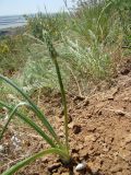 Смотреть изображение Ornithogalum pyrenaicum
