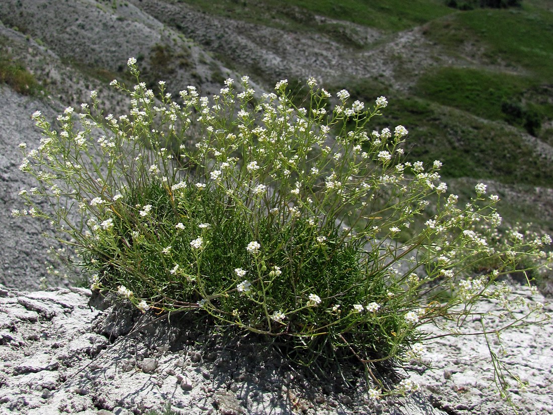 Изображение особи Lepidium turczaninowii.