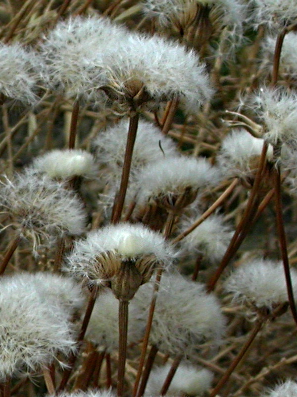 Image of Crepis rhoeadifolia specimen.