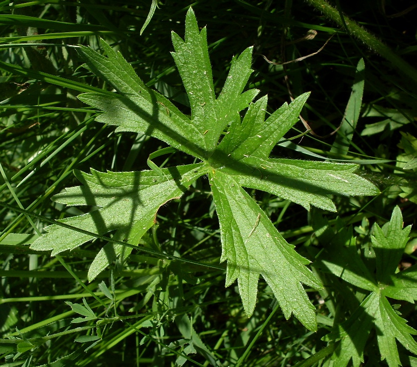 Image of Ranunculus acris specimen.