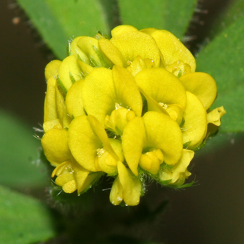 Image of Medicago lupulina specimen.