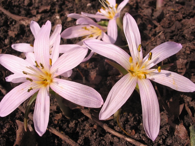 Изображение особи Colchicum munzurense.