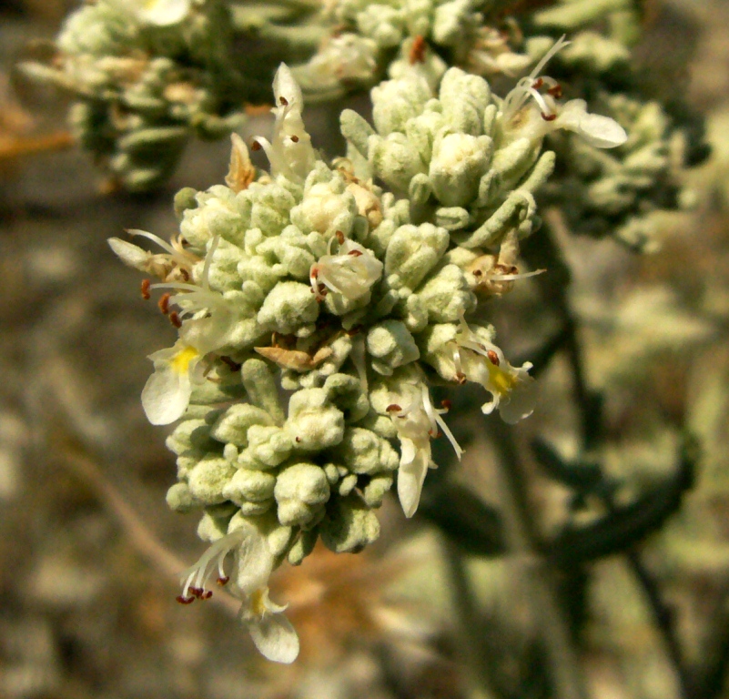 Image of Teucrium capitatum specimen.