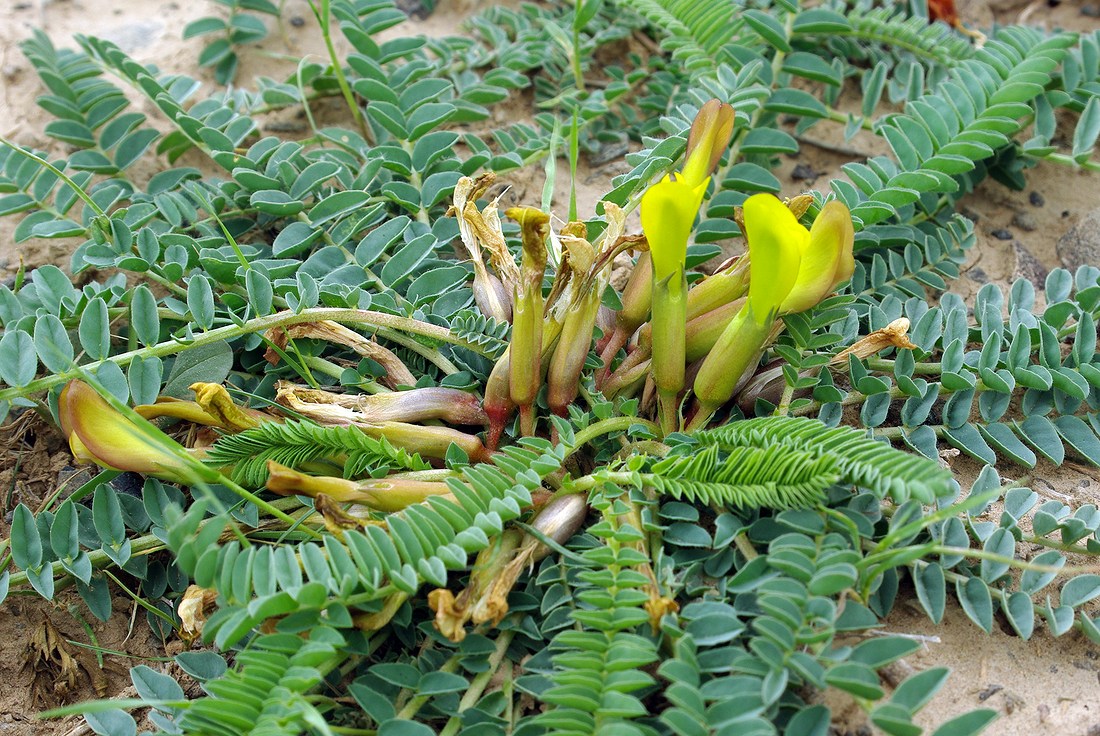 Image of Astragalus macronyx specimen.