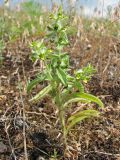 Смотреть изображение Sideritis montana