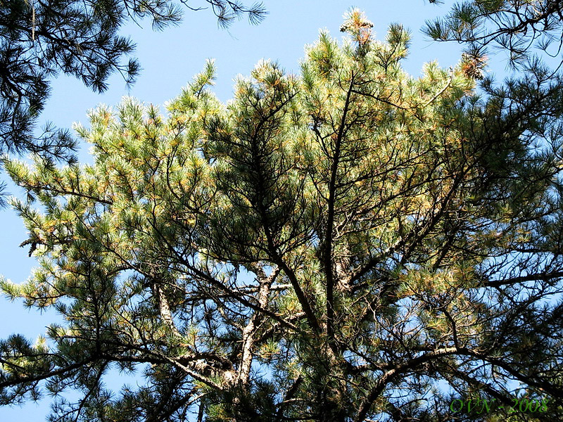 Изображение особи Pinus koraiensis.