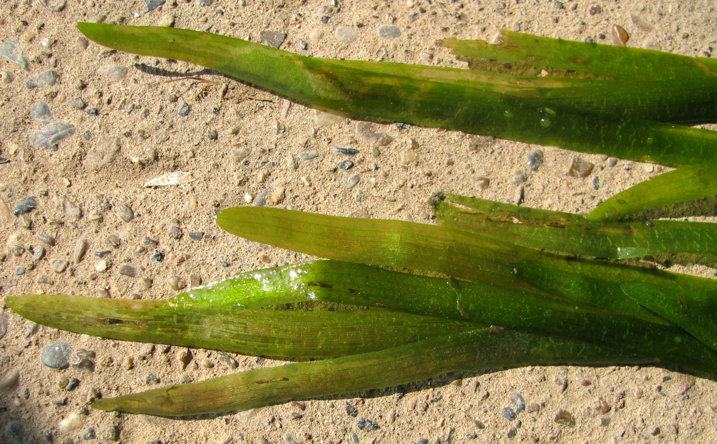 Изображение особи Vallisneria spiralis.