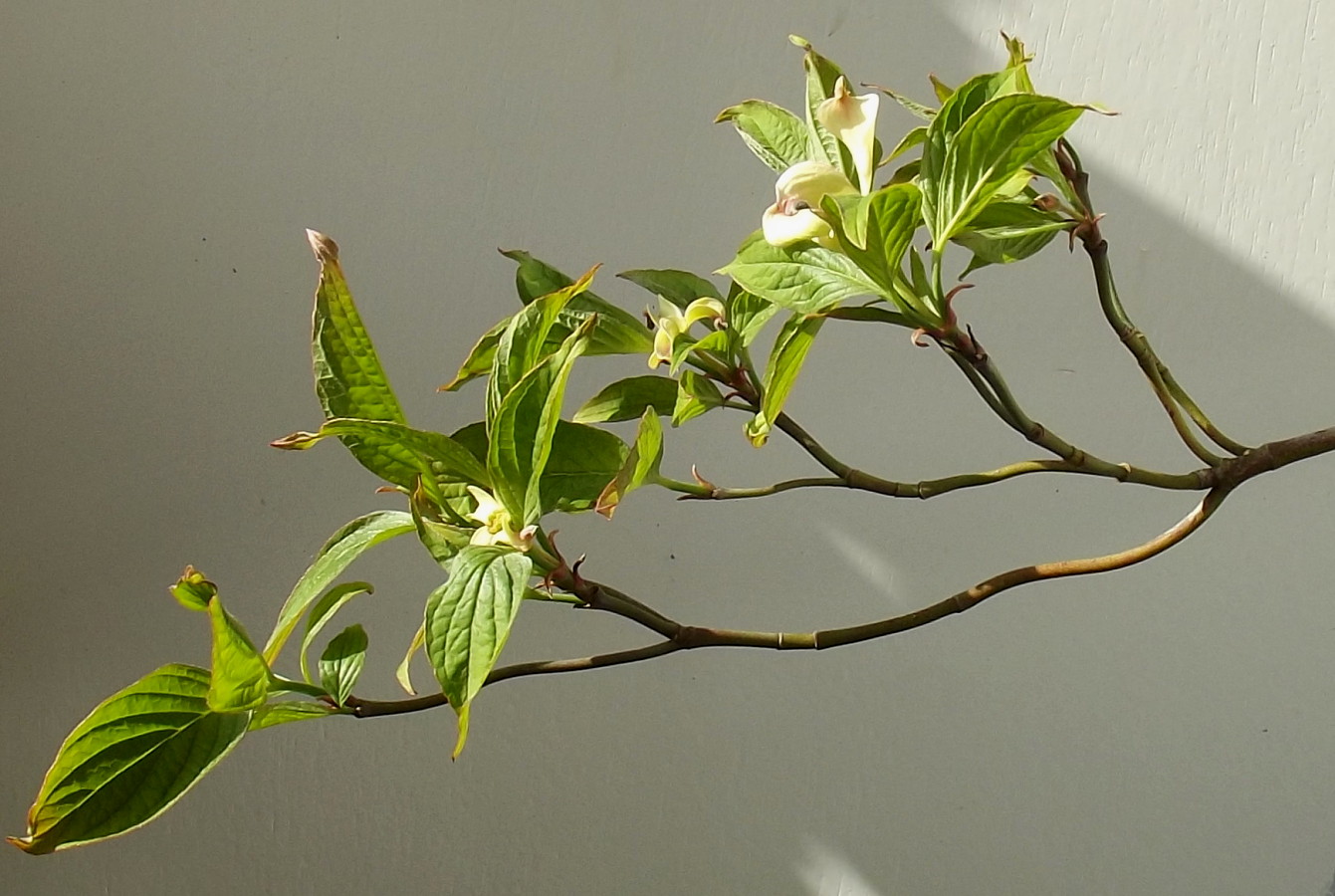 Image of Cynoxylon florida specimen.