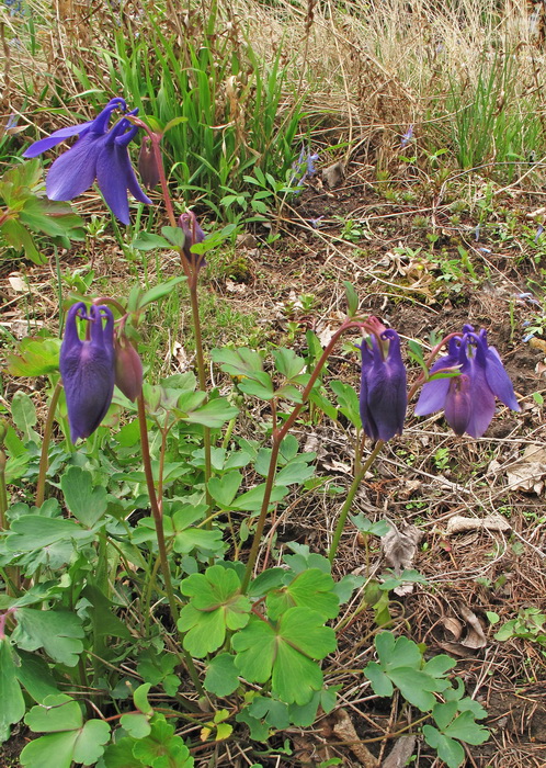 Image of Aquilegia sibirica specimen.