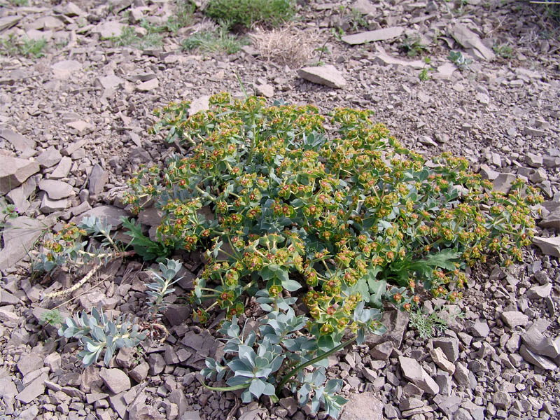 Image of Euphorbia marschalliana specimen.