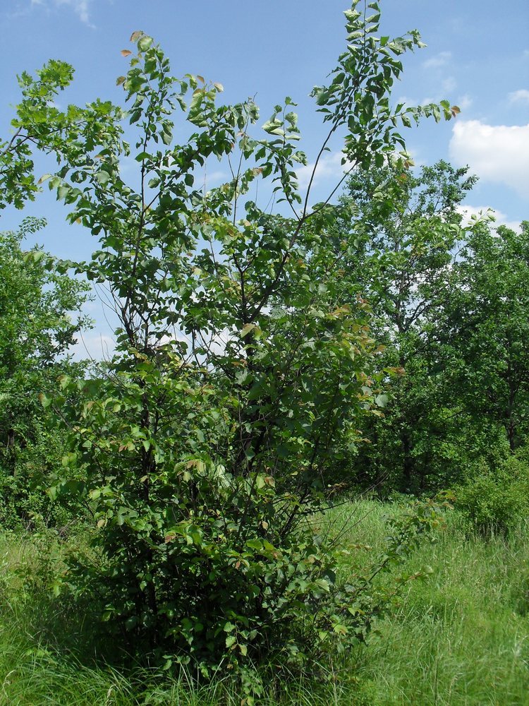 Изображение особи Ulmus glabra.