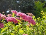 Spiraea japonica. Соцветия. Крым, г. Ялта, в культуре. 6 июня 2012 г.