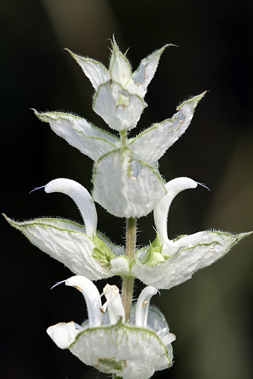 Изображение особи Salvia sclarea.