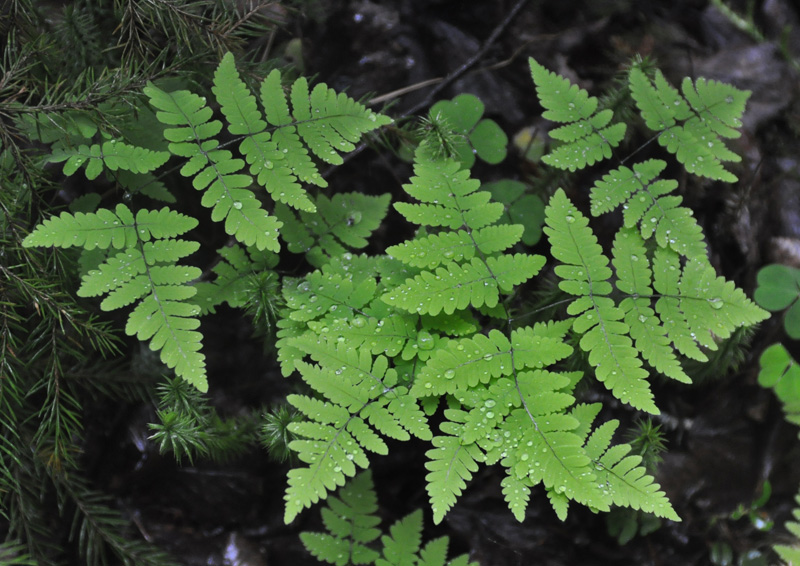 Image of Gymnocarpium dryopteris specimen.