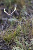 Astragalus macrotropis