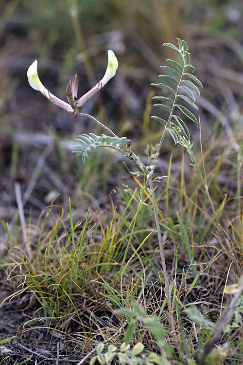 Image of Astragalus macrotropis specimen.