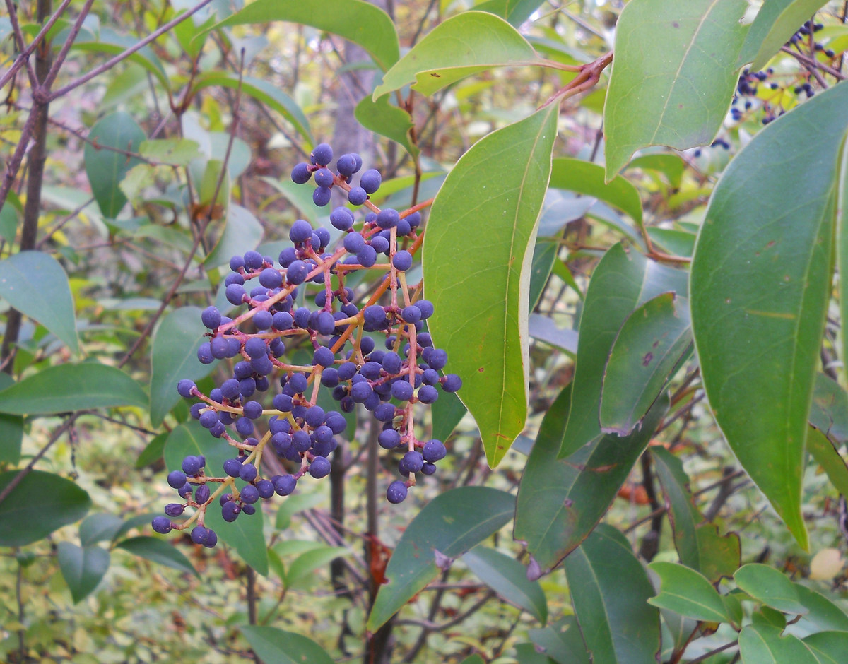 Image of Ligustrum lucidum specimen.