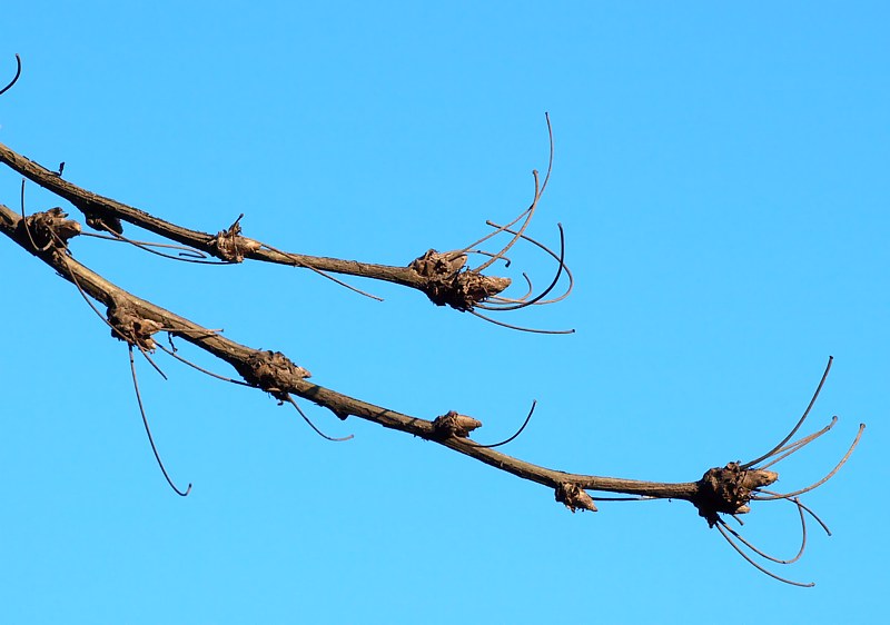 Image of Caragana arborescens specimen.