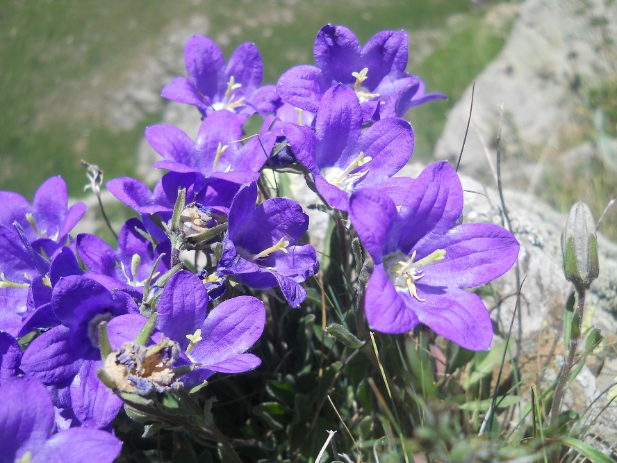 Image of Campanula aucheri specimen.