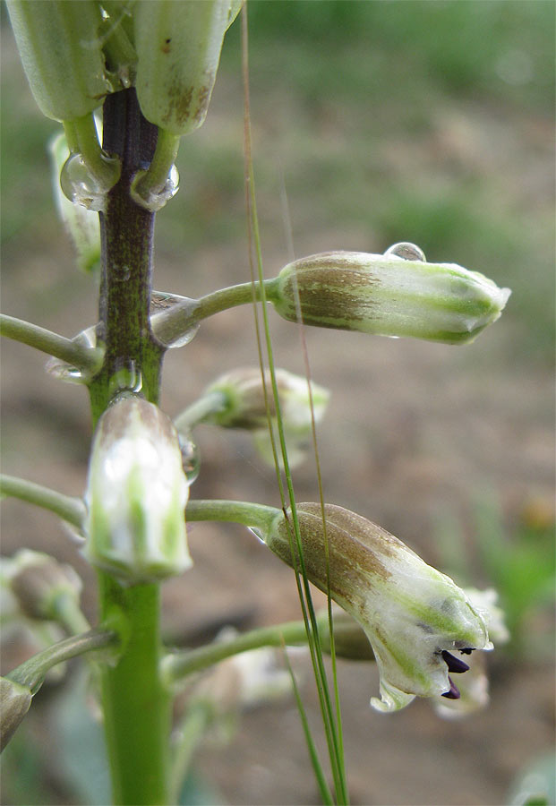 Image of genus Bellevalia specimen.