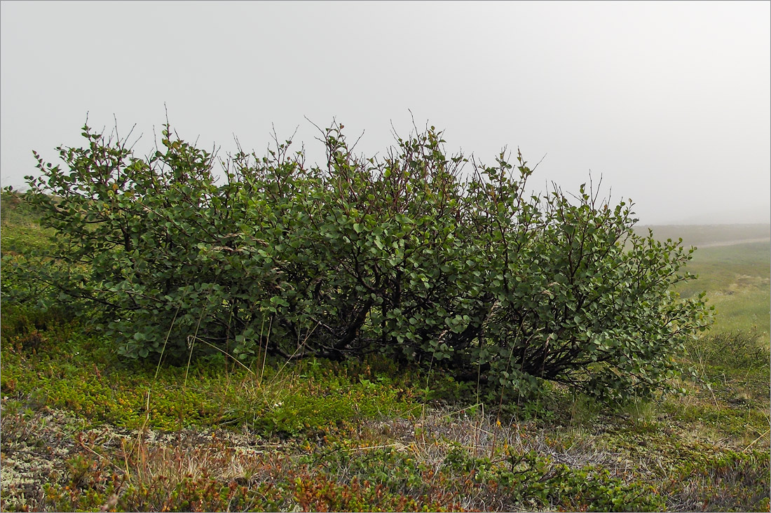 Image of Betula czerepanovii specimen.