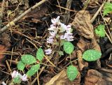 Corydalis repens. Цветущее растение. Владивосток, Ботанический сад-институт ДВО РАН. 1 мая 2013 г.