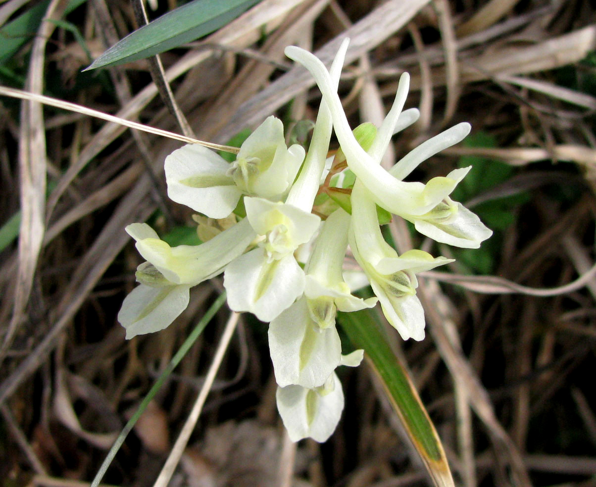 Image of Corydalis malkensis specimen.