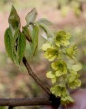 Corylopsis sinensis. Соцветие и развивающиеся побеги. Германия, г. Krefeld, ботанический сад. 20.04.2013.