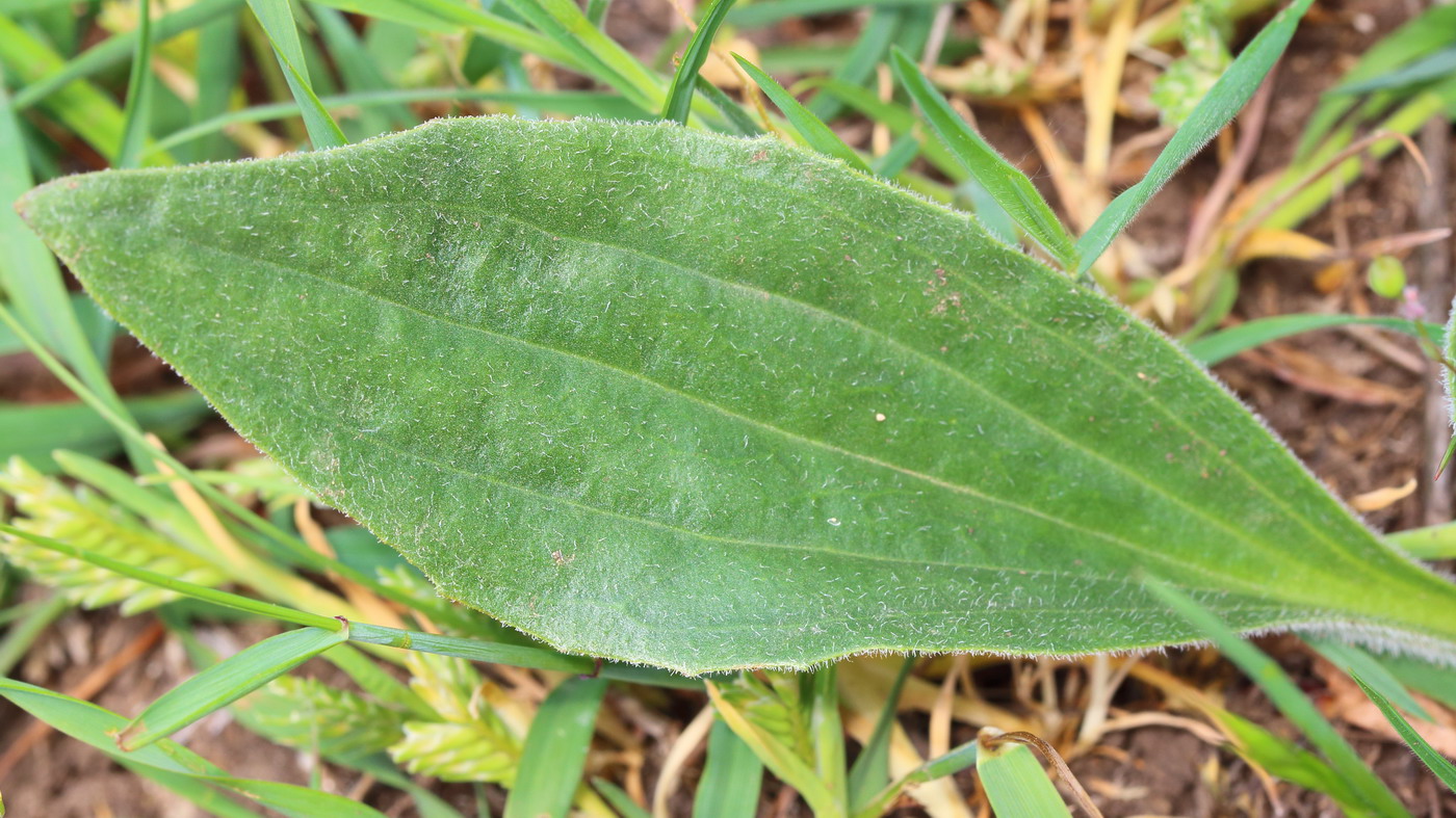 Изображение особи Plantago urvillei.