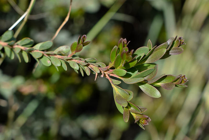 Изображение особи Melaleuca nesophila.