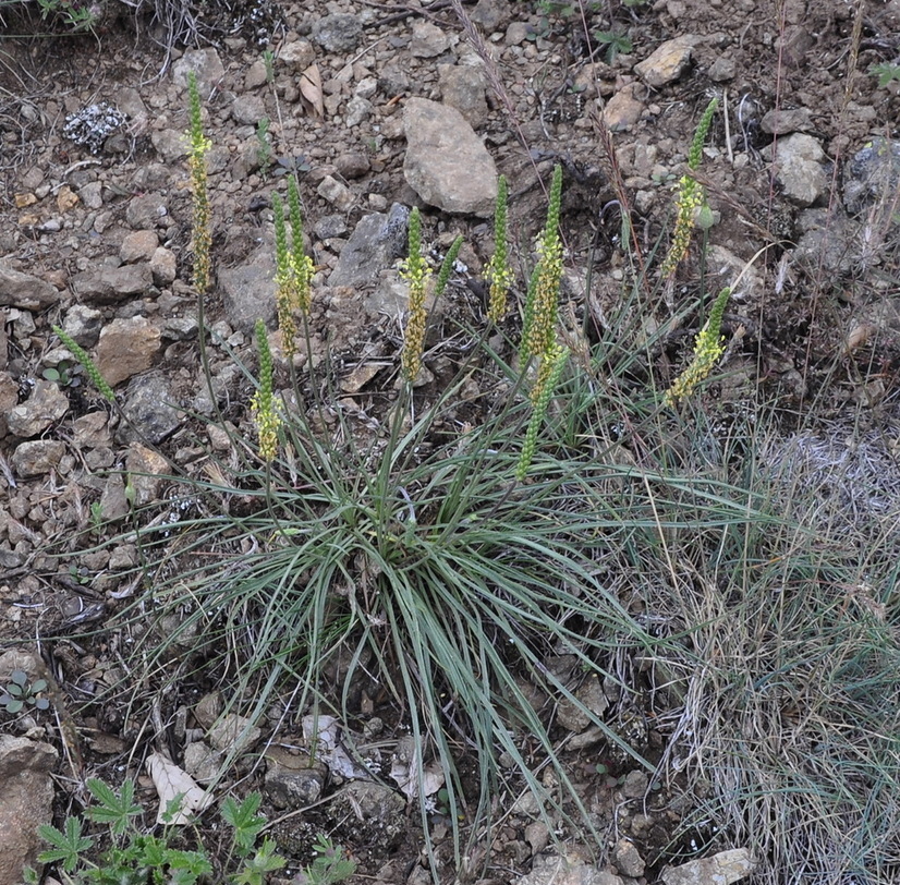 Image of Plantago capitellata specimen.