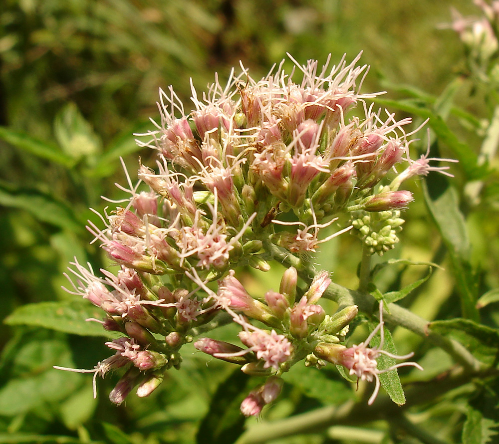 Image of Eupatorium cannabinum specimen.