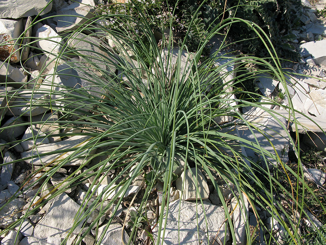 Image of Allium psebaicum specimen.