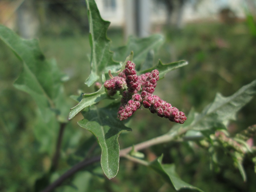 Image of Atriplex tatarica specimen.