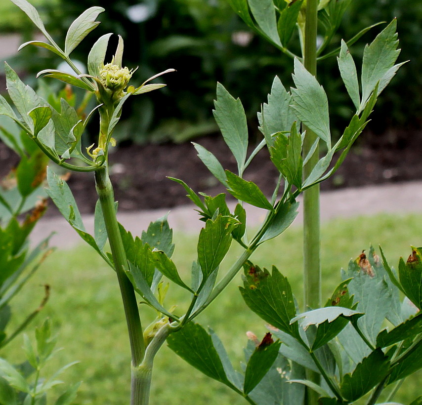 Image of Levisticum officinale specimen.