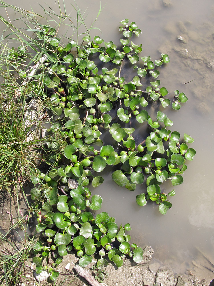 Изображение особи Eichhornia crassipes.