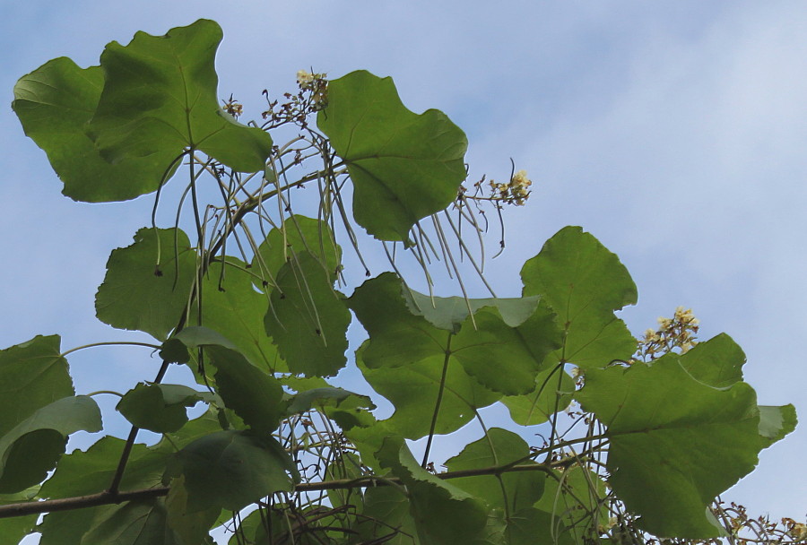 Image of Catalpa bignonioides specimen.