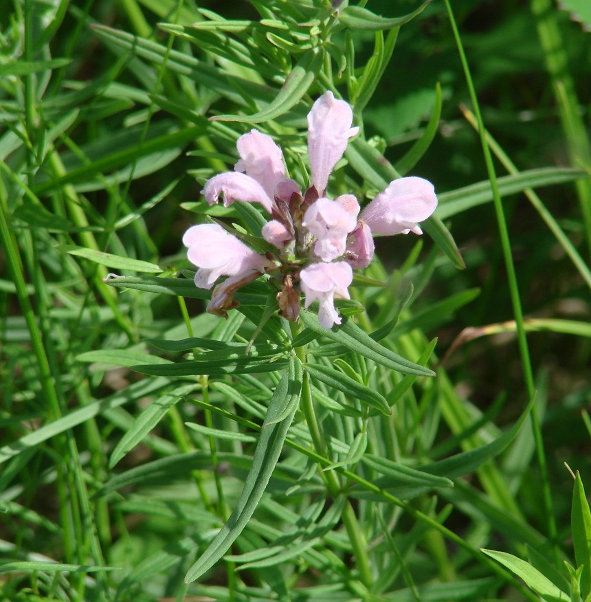 Image of Dracocephalum ruyschiana specimen.