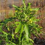 Ranunculus sceleratus. Верхушка побега с соцветием с цветками и завязавшимися плодами. Краснодарский край, Крымский р-н, Неберджаевское вдхр. 24.11.2013.