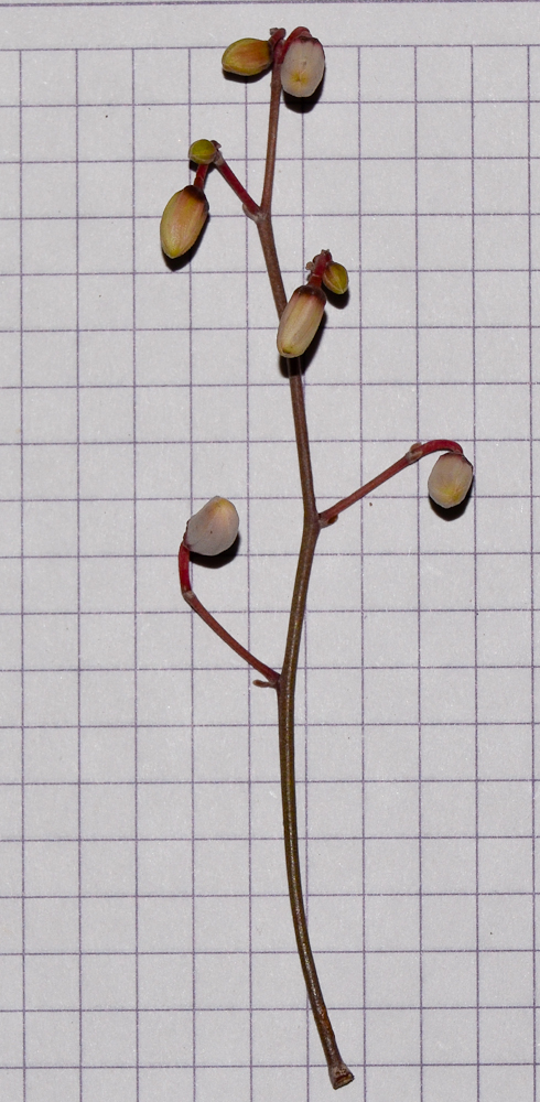 Image of Moringa peregrina specimen.