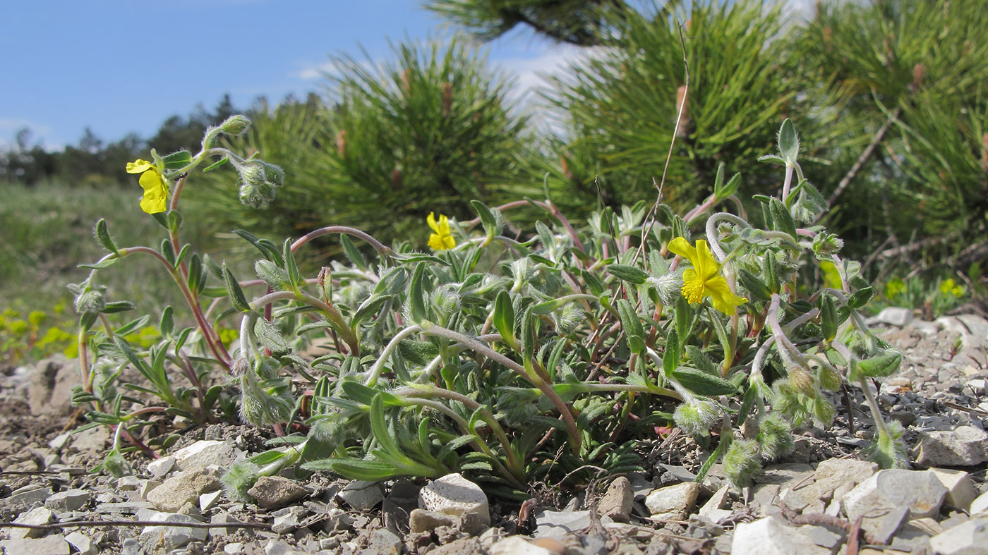 Изображение особи род Helianthemum.