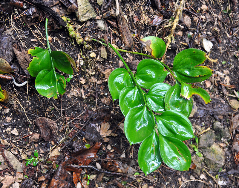 Изображение особи Ruscus colchicus.