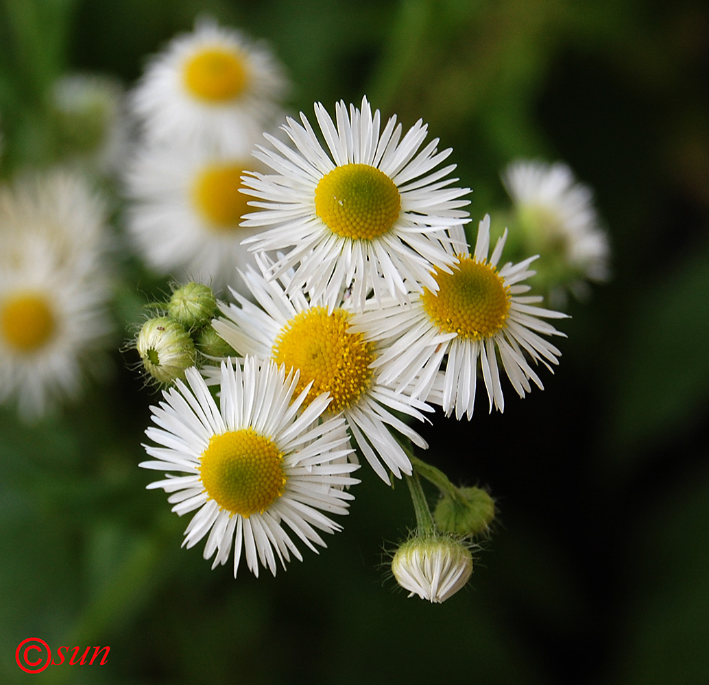 Изображение особи Erigeron annuus.