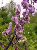 Aconitum septentrionale. Часть соцветия. Московская обл., Талдомский р-н. 23.06.2014.