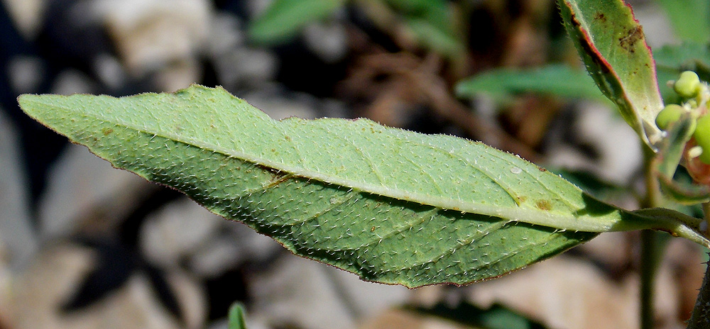 Изображение особи Euphorbia davidii.