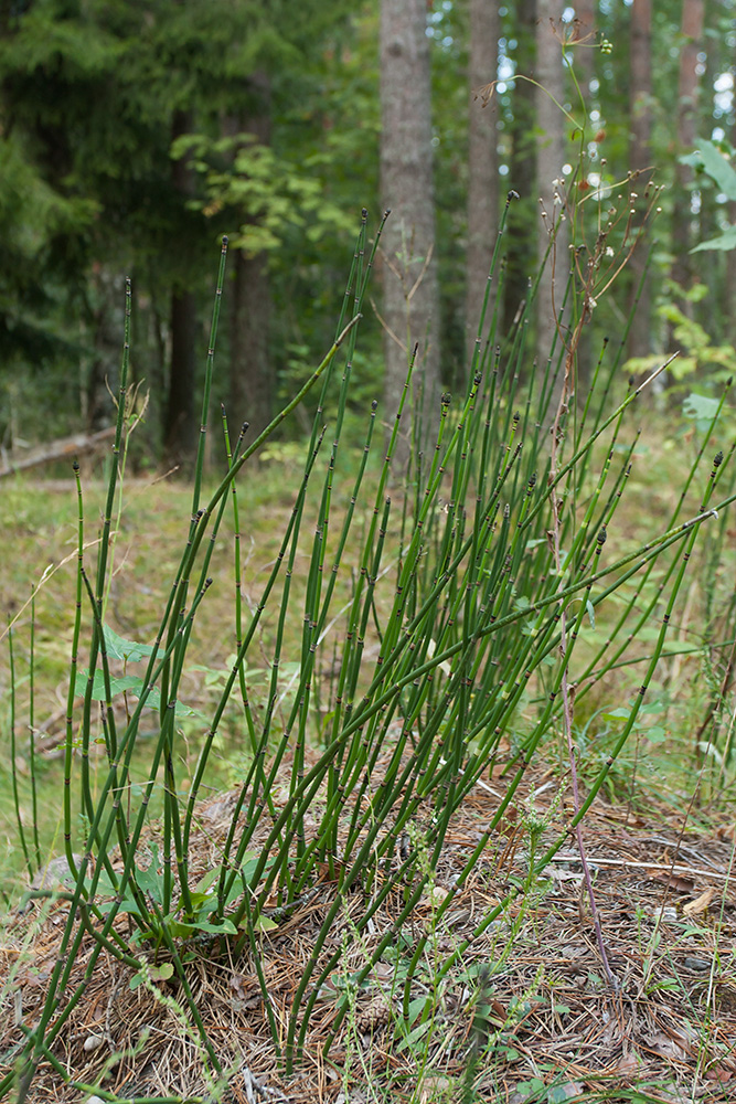 Image of Equisetum hyemale specimen.