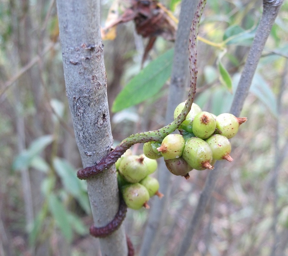 Изображение особи Cuscuta lupuliformis.