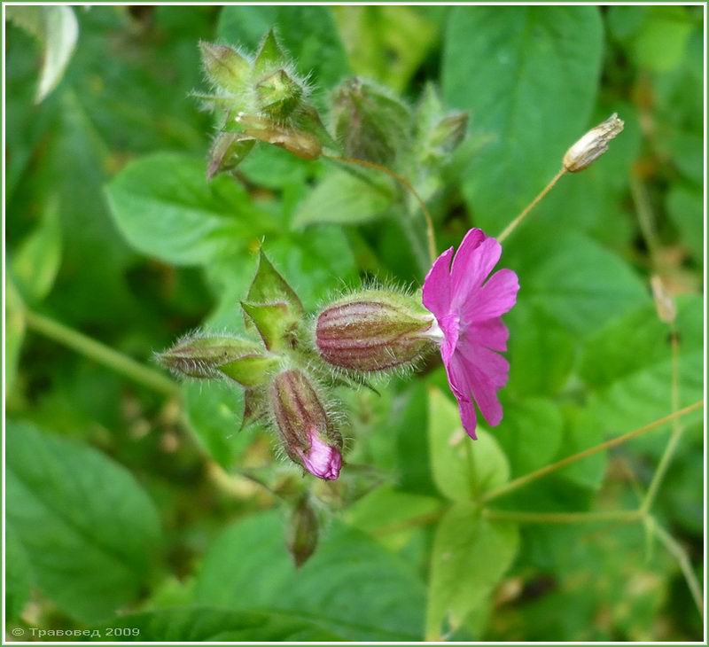 Изображение особи Melandrium dioicum.