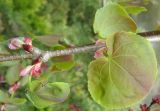 Cercidiphyllum japonicum